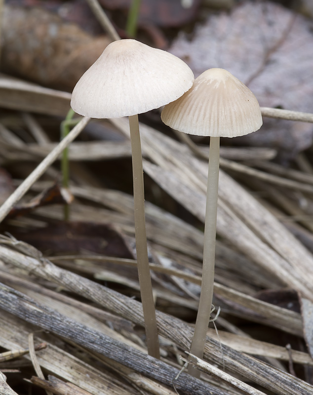 Mycena metata